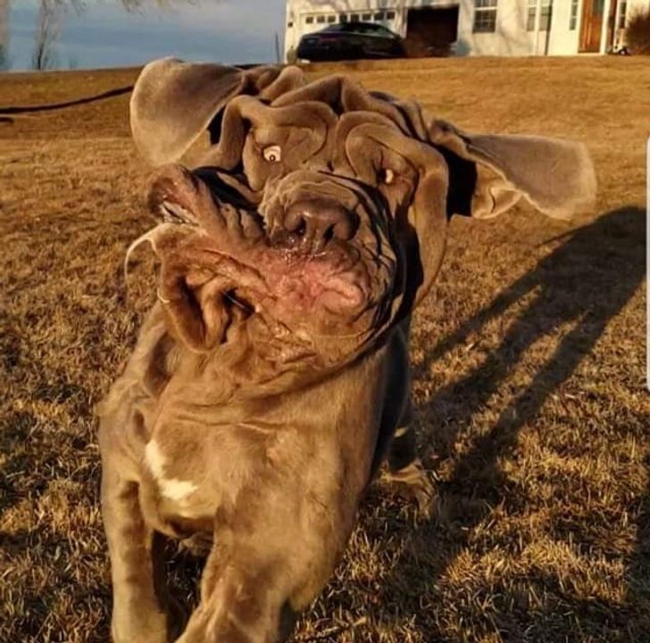 Fotos De Mascotas Que Si Hablaran Dirían '¡Bórrala!'