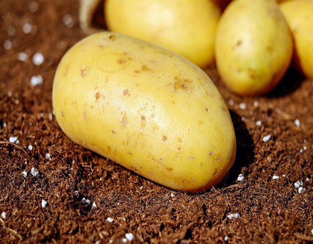 Patatas Fritas Tubérculo