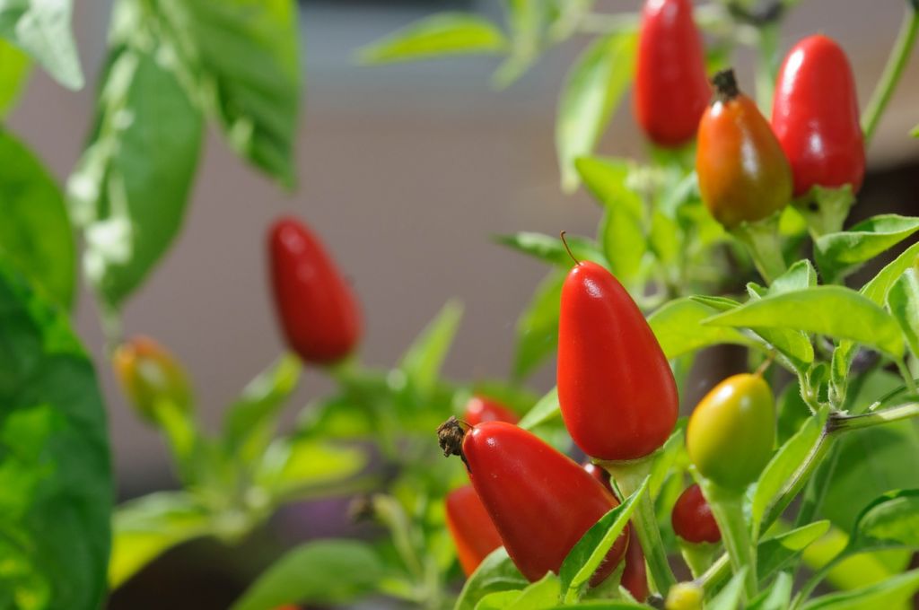 Si Quieres Perder Peso, Añade Chiles A Tu Dieta