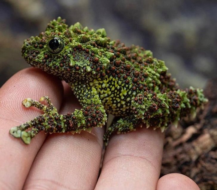Los Animales Más Insólitos Del Reino Animal