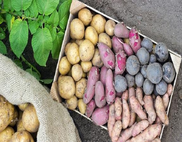 variedad de patatas