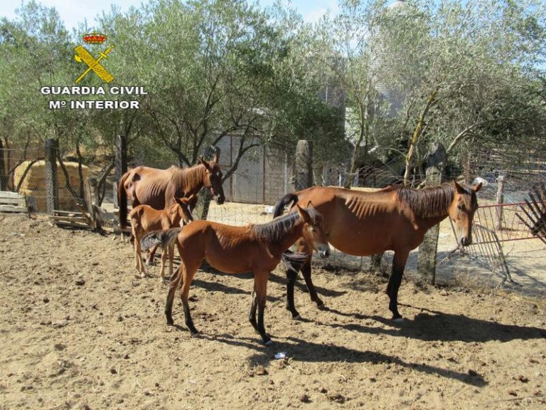 Descubiertos 28 caballos desnutridos y en abandono en una finca de Sevilla