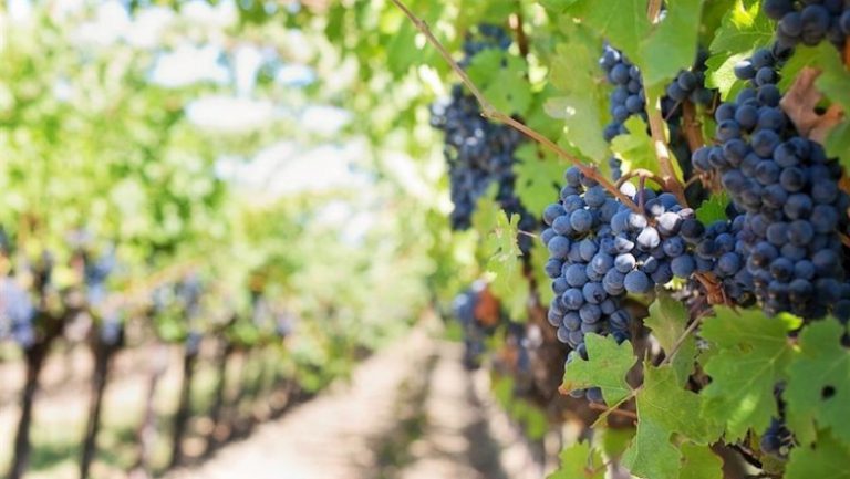 Los 27 analizan la situación del sector agrario y España pedirá medidas para el vino y el vacuno