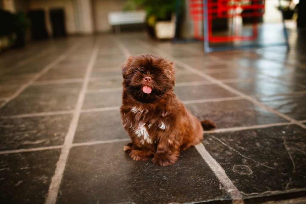 Bichón, Un Perro Cariñoso Que Lidera Lista