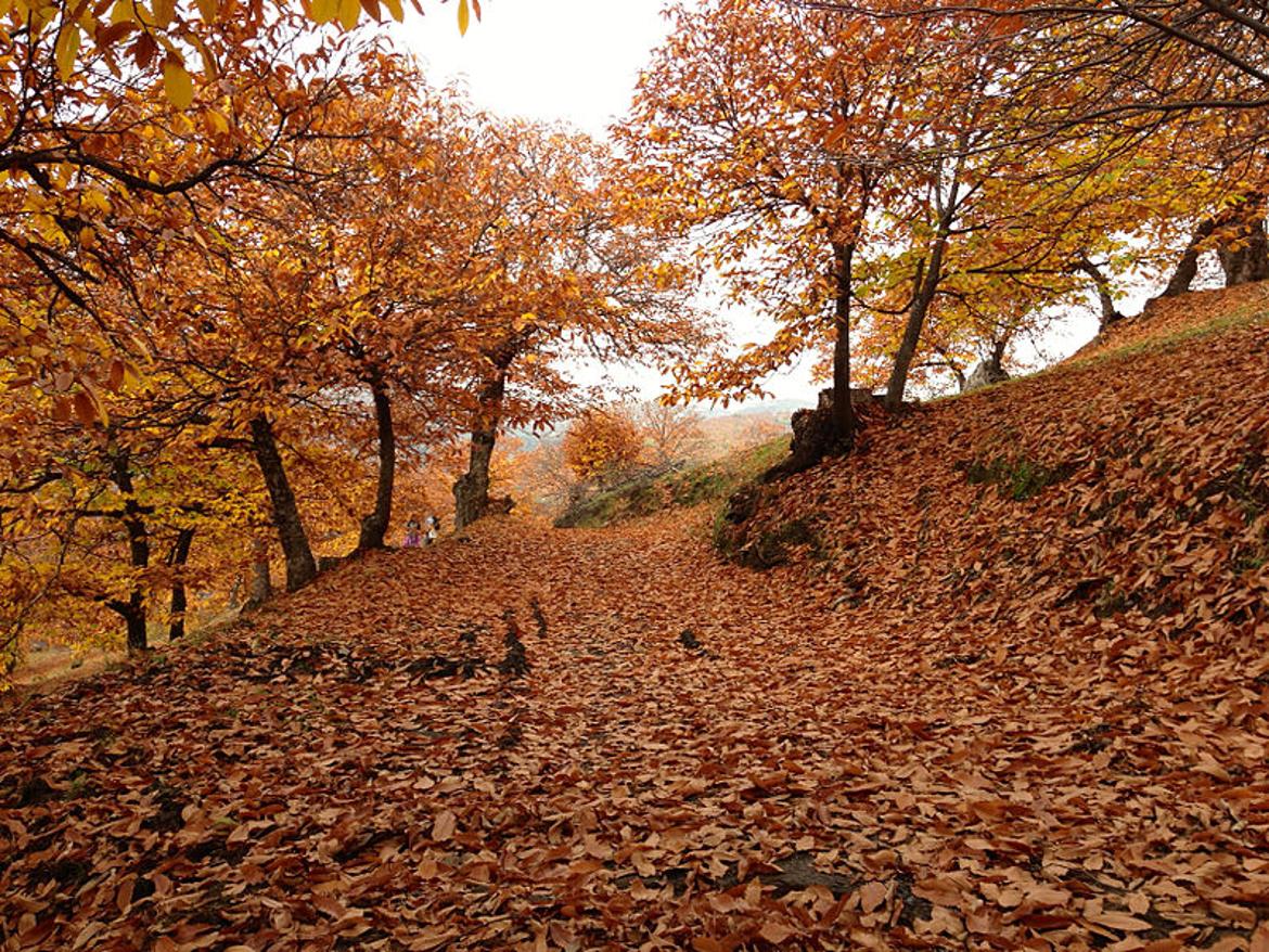 Bosque Del Cobre En Málaga