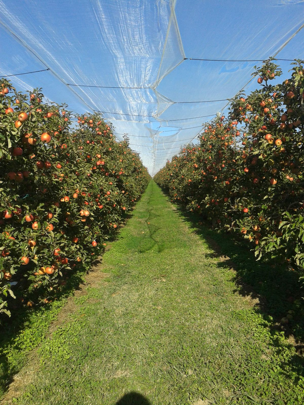 Manzana