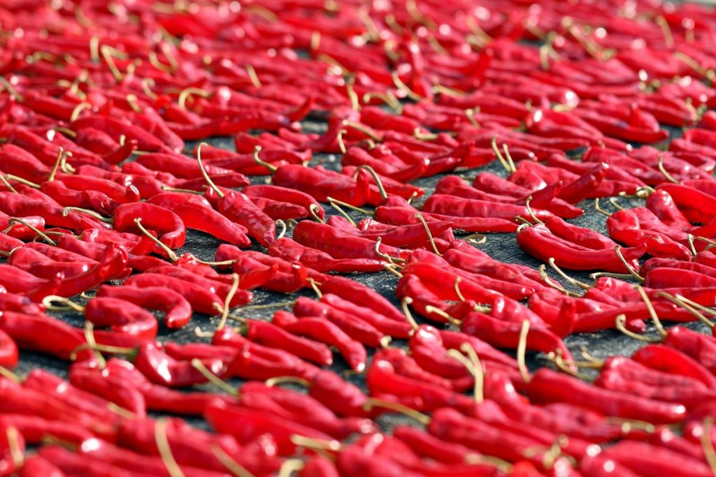 Pimientos Rojos Al Sol