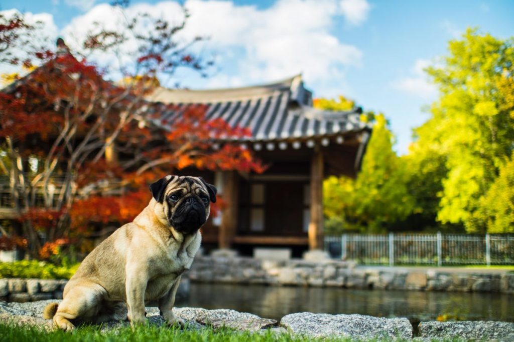 Pug Es Otro De Los Perros Que Suele Demostrar Mucho Amor