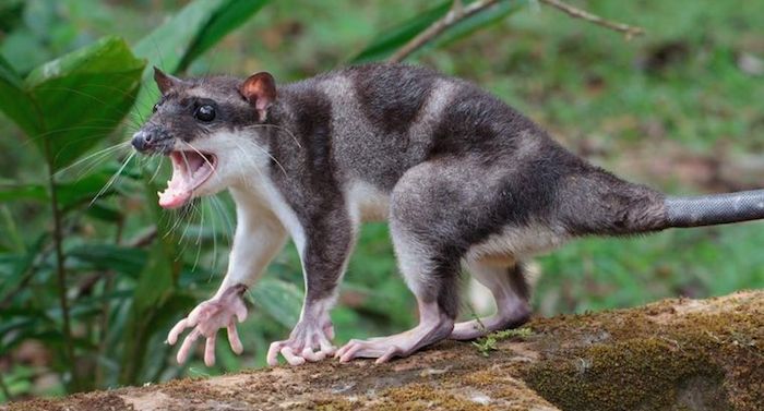 Los animales que dan miedo a todo el mundo