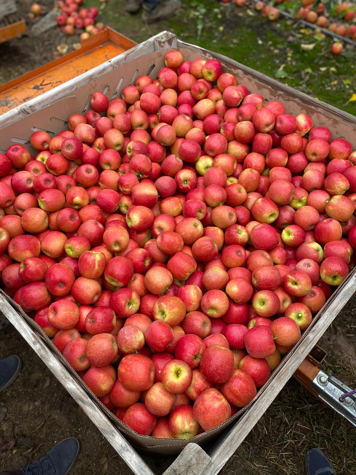 Manzana