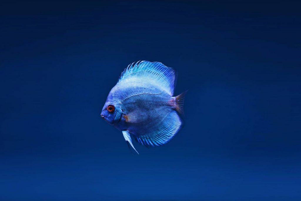 ¡Todo un peligro! Las consecuencias catastróficas que tiene el tomar pescado crudo
