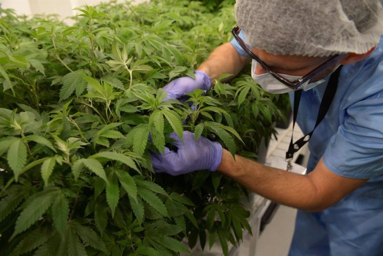 PNV propone que se analicen experiencias sobre la regulación del cannabis para uso medicinal
