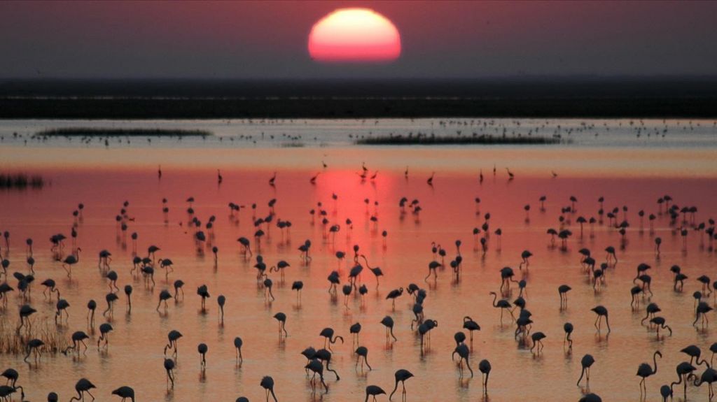 Doñana