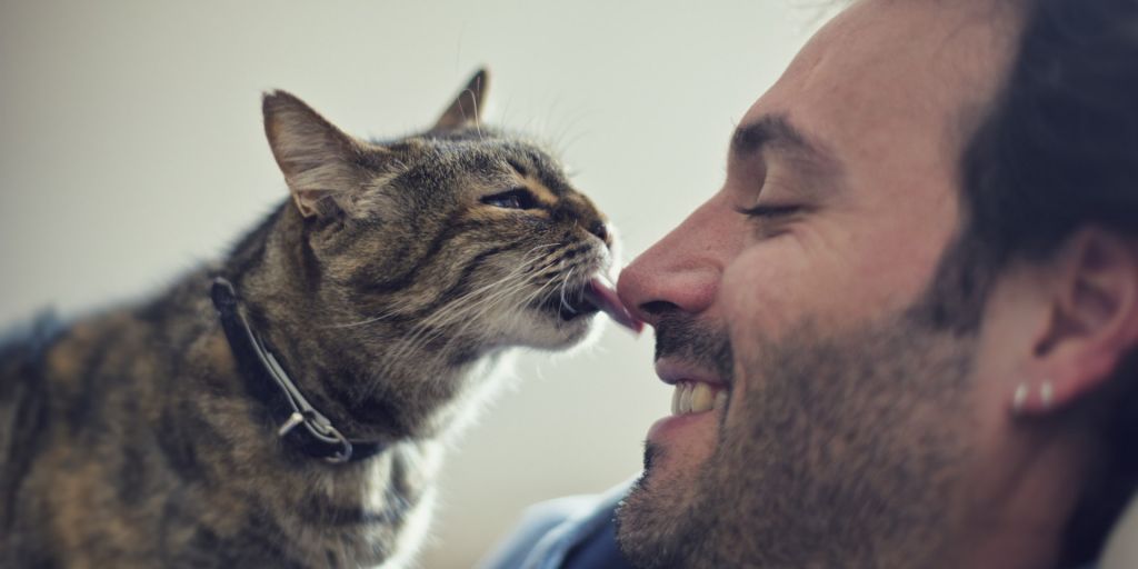 Cómo Ser El Mejor Amigo De Un Gato (Sin Sufrir Por El Camino)