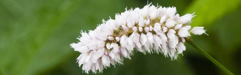 Extracto De Ageratina En Hongos