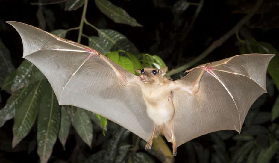 Los Animales Que Dan Miedo A Todo El Mundo