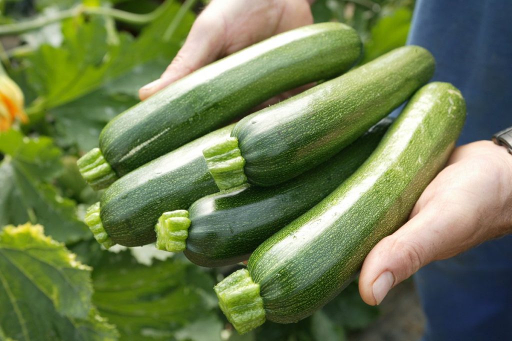 Hay Que Tener Mucho Cuidado Con La Cucurbitacina De Los Pepinos.