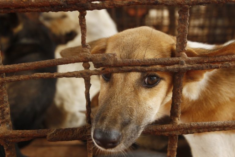 Desmantelado un criadero clandestino de perros de raza