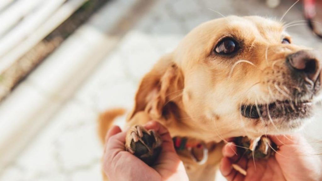 Enfermedades Que Puede Detectar Tu Perro Y No Le Estás Prestando Atención 