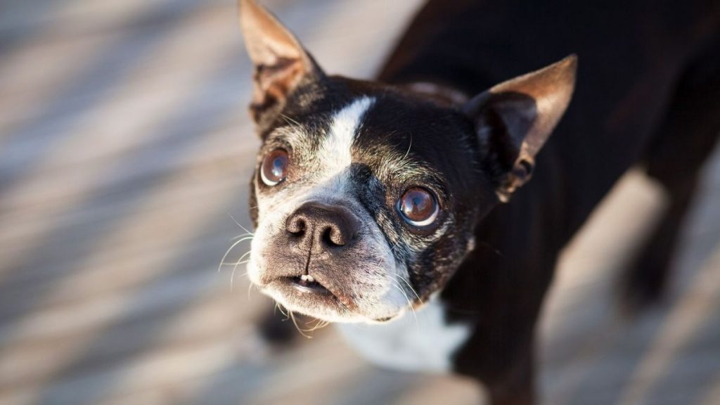 El secreto de tu perro y gato: también ellos pueden ser pesimistas 2 pesimistas