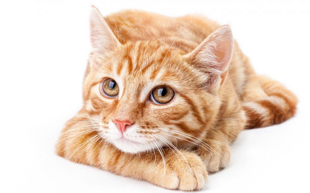 El secreto de tu perro y gato: también ellos pueden ser pesimistas 4 pesimistas