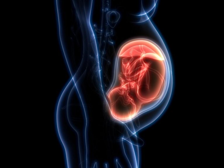 Qué es la placenta