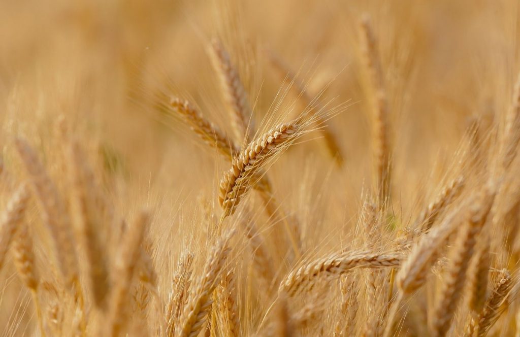 Elaboración del bulgur a base de trigo