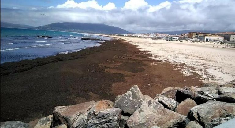 España cuenta con 3 nuevas especies invasoras y 5 en peligro de extinción