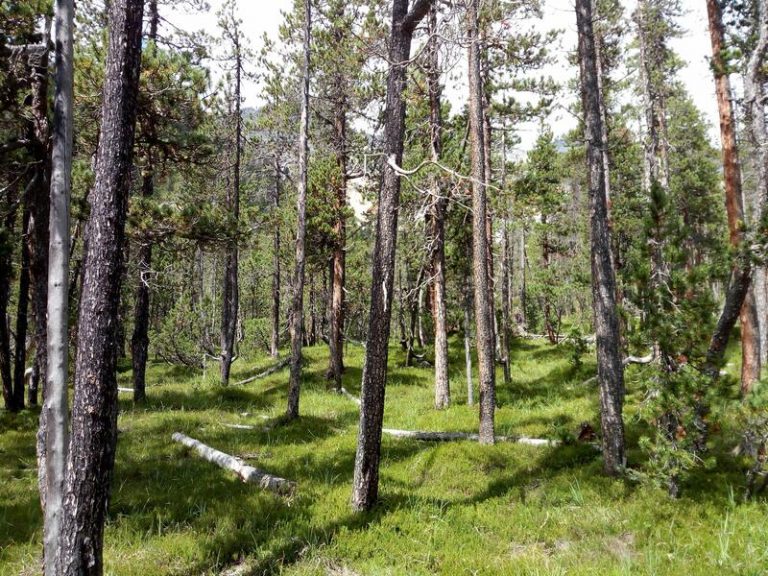 Una alta intensidad del uso de tierra reduce beneficios de la biodiversidad