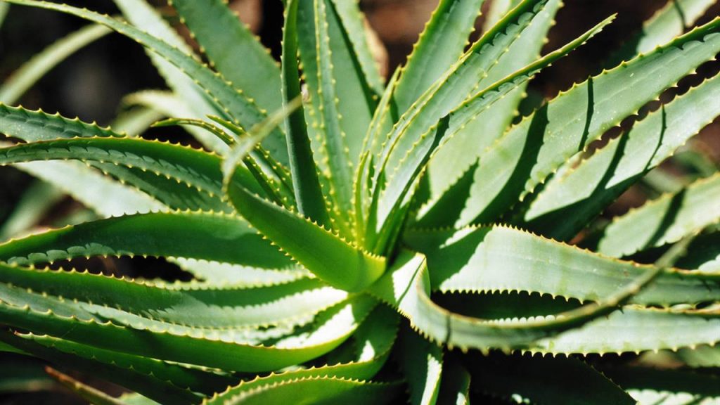 Aloe vera