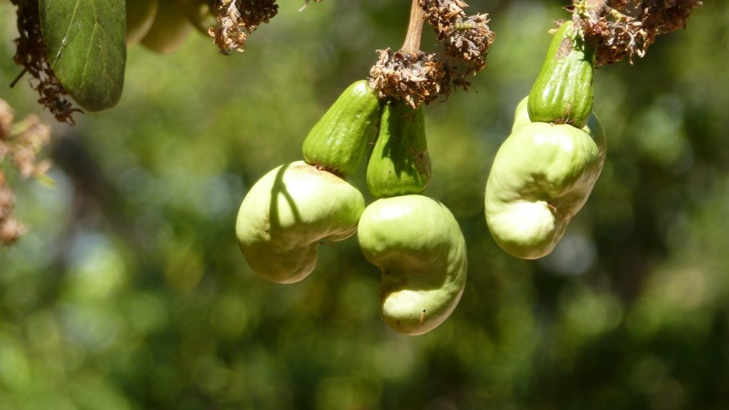 Anacardos, Frutos Secos Altamente Venenosos Por Urushiol
