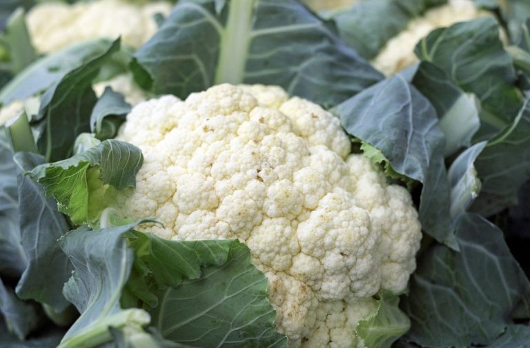 Cómo congelar correctamente la coliflor