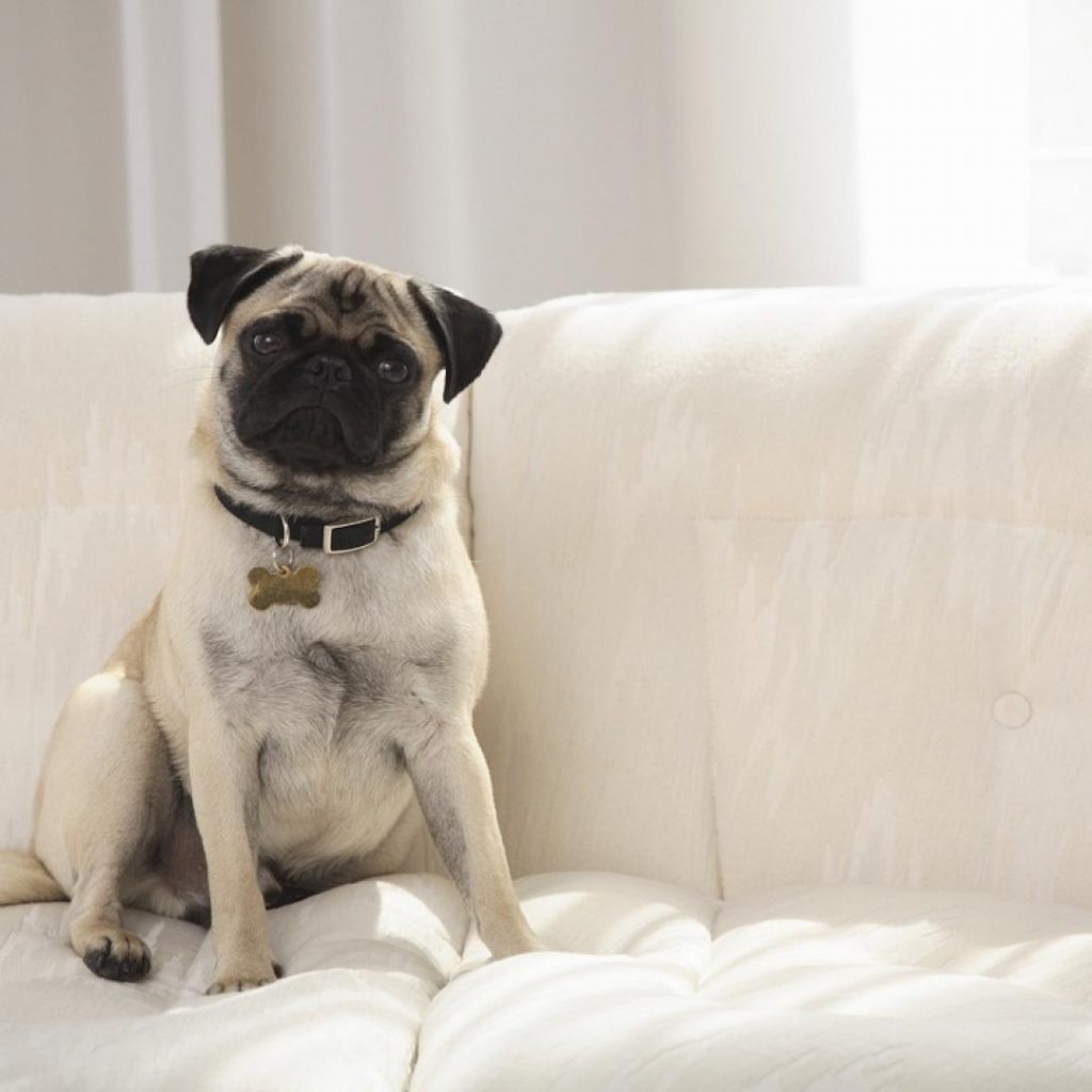 ¿Cómo mantener el olor a perro lejos de nuestros hogares?