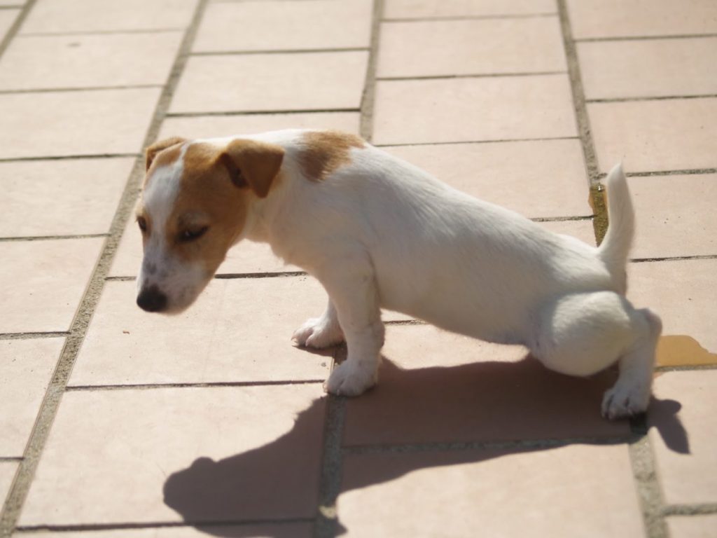 Enséñale A Tu Perro A Hacer Sus Necesidades Fuera De Casa