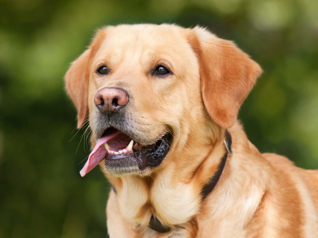 Mantener Aseados Cojines Y Camas Donde Duerme El Perro