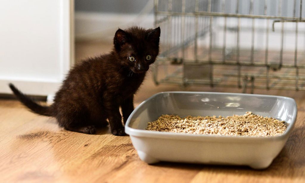 6. Quita El Mal Olor A Pis Del Arenero De Tu Gato