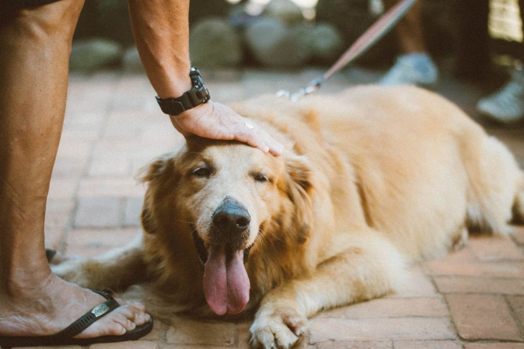 Consejo Importante Para Adoptar Animales