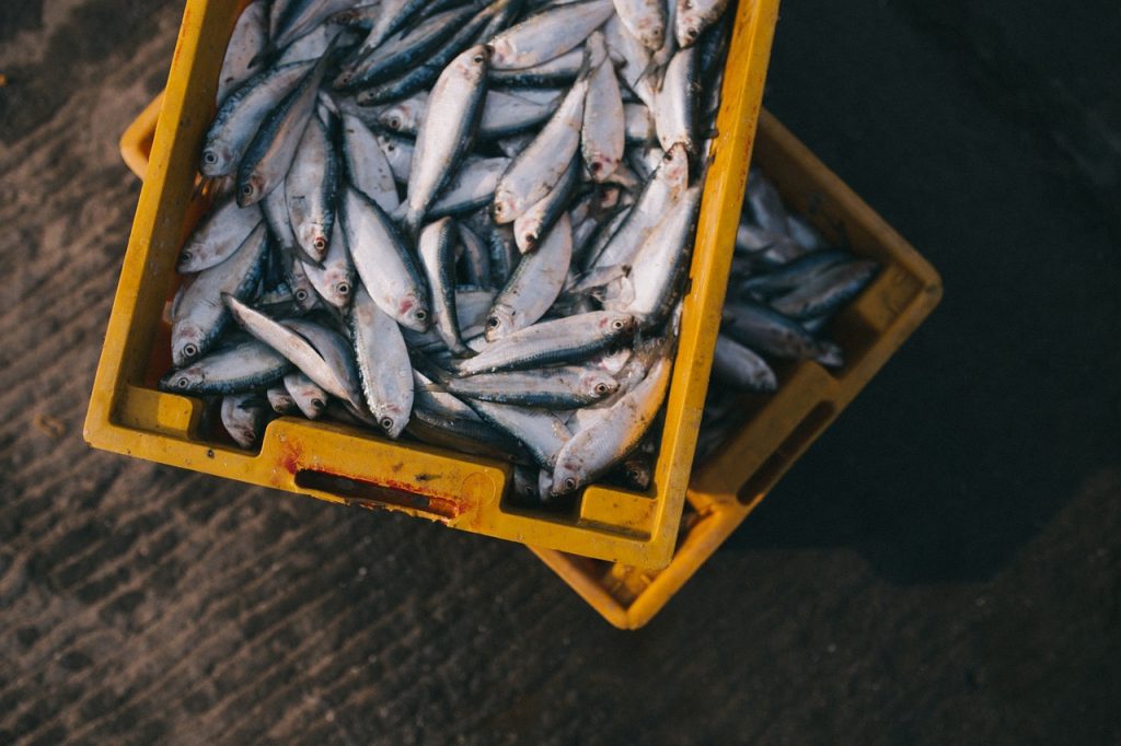 Determinar Si El Pescado Es Fresco