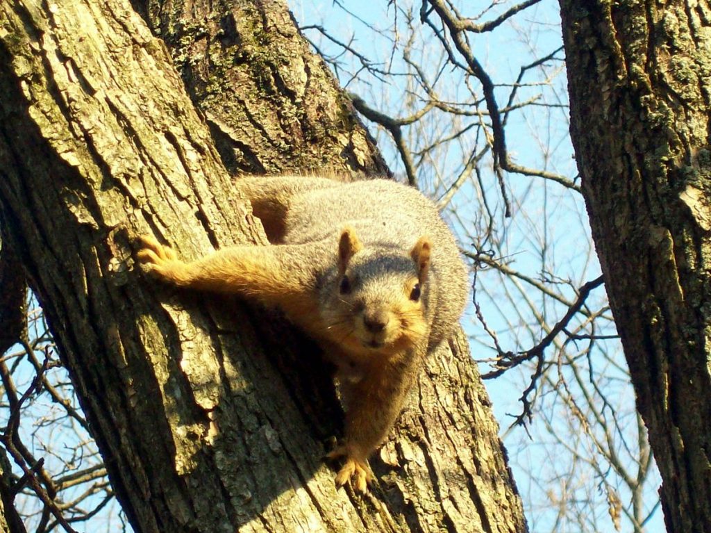 Historia De La Tradición De La Marmota