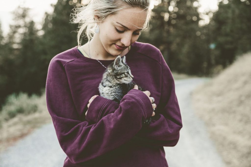 El Cuidado De Los Gatos Y Demás Animales