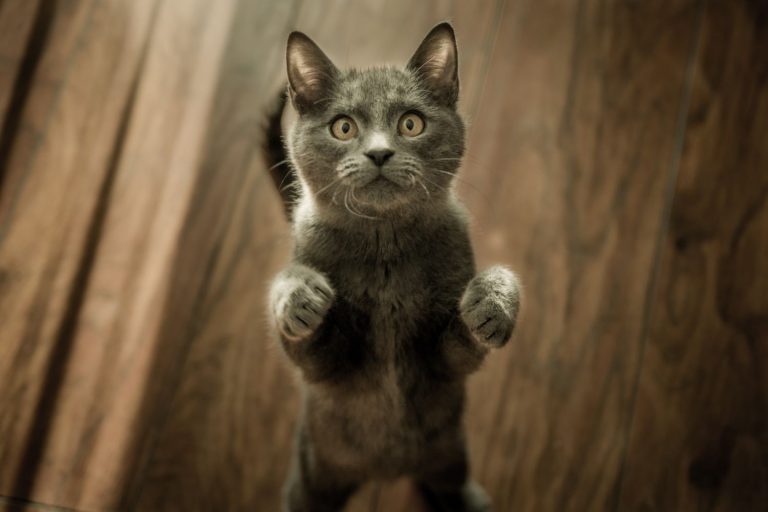 El motivo por el que los gatos ronronean