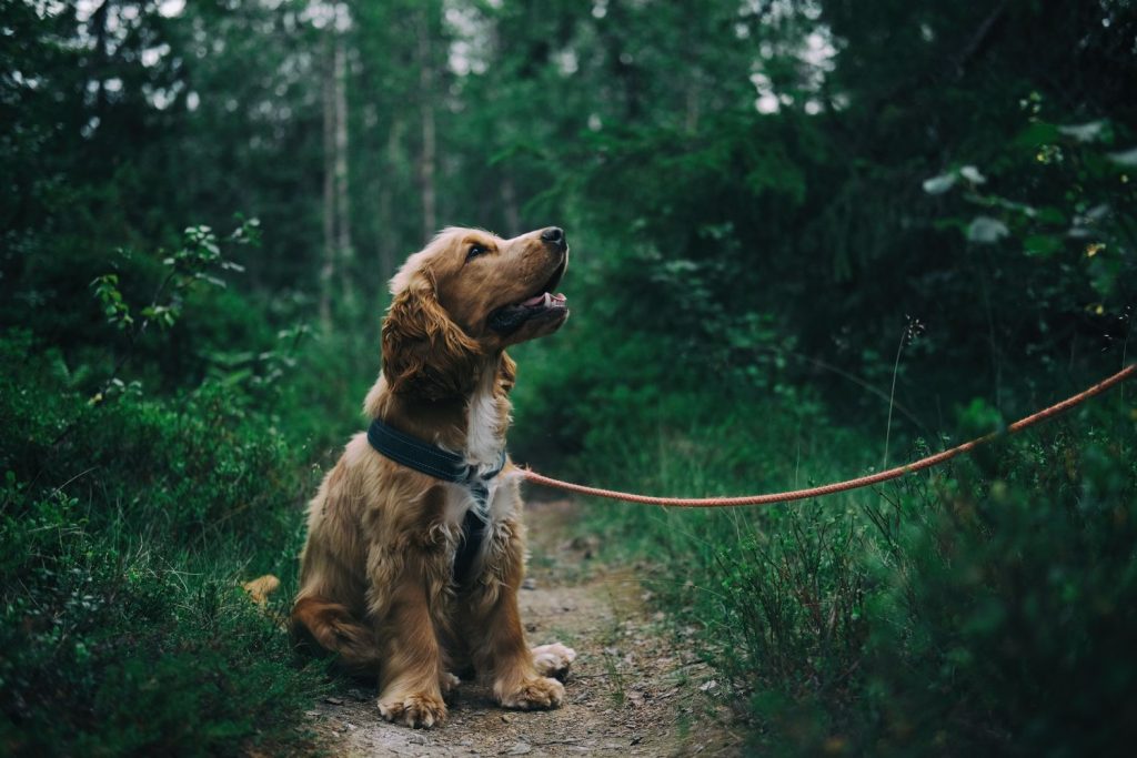 El Tamaño Del Perro Adulto