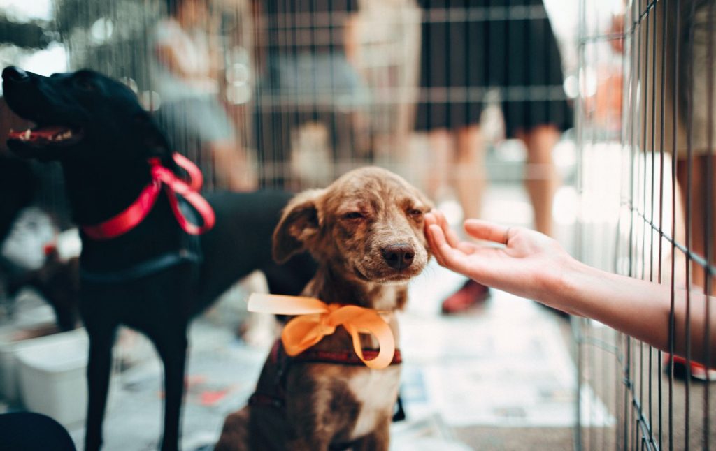 La Adaptación De Un Perro Adulto