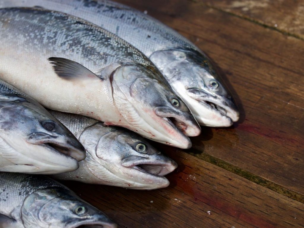 La Corvina Pescados Mercurio