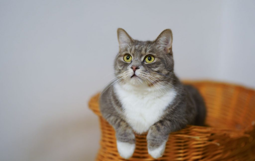 La Laringe De Los Gatos