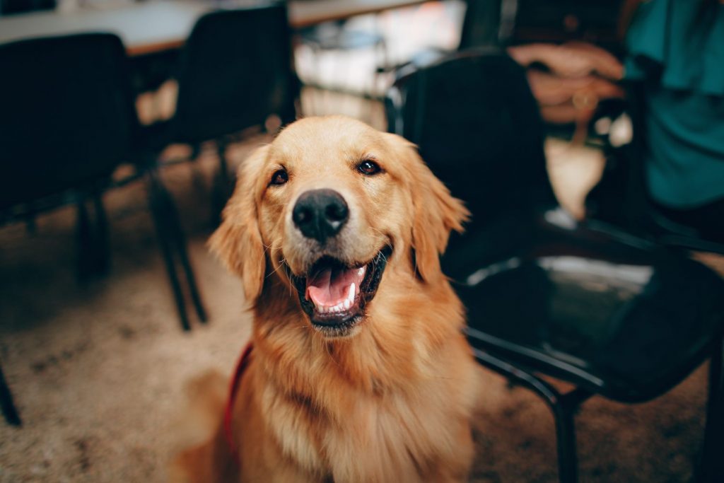 La Mejor Opción Es Adoptar A Un Perro Adulto