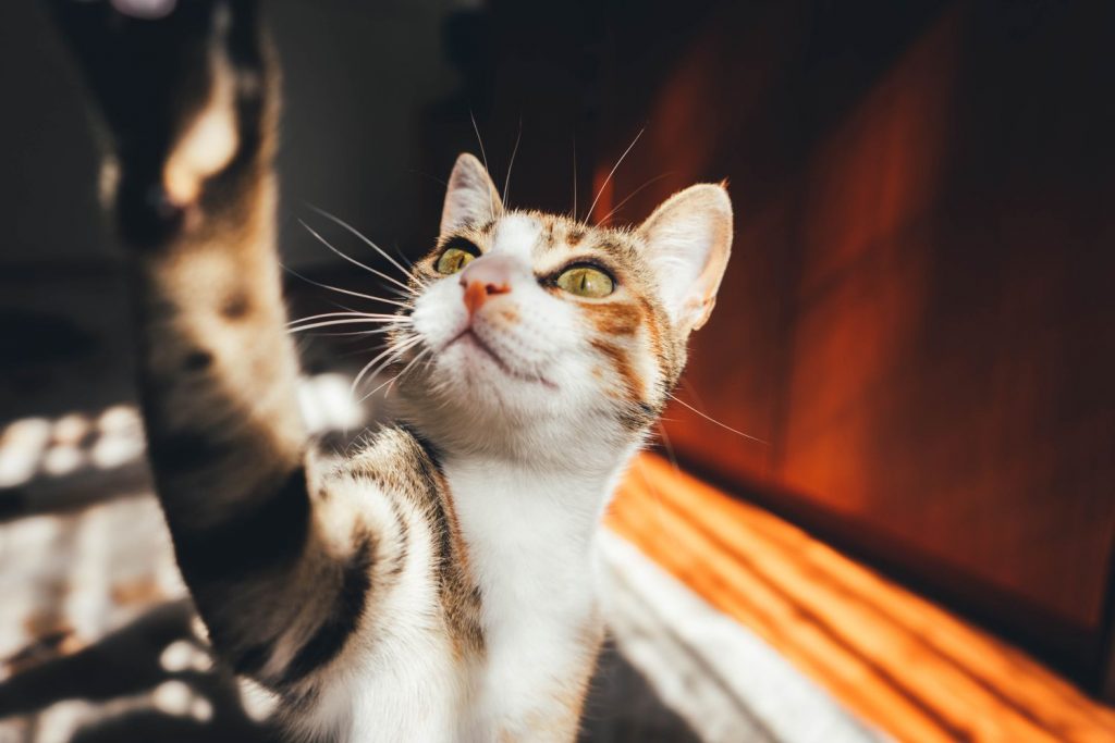 ¿Los Gatos Ronronean De La Misma Forma?