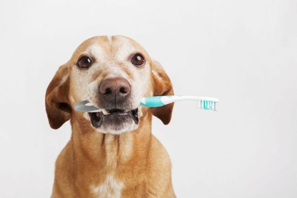 Soluciones Para Eliminar El Mal Aliento De Tu Perro