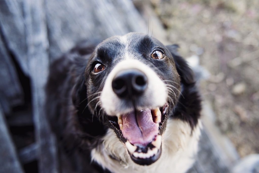 Cómo Ayudar A Tu Perro A Que No Sufra Por Los Cohetes