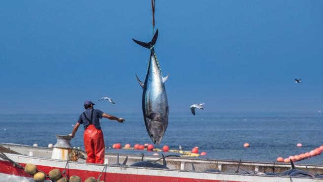 Pesca de atún rojo